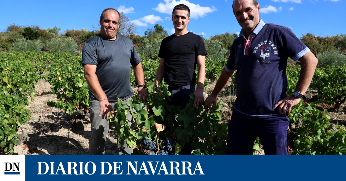 La viña centenaria de don Nazario aún da uvas en Cirauqui