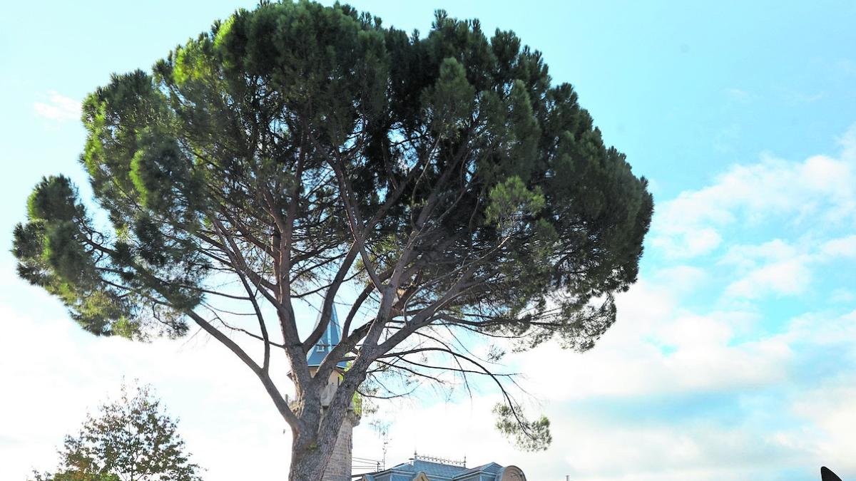 <![CDATA[Las raíces del pino de Burlada junto al palacete levantan otra vez el asfalto]]>