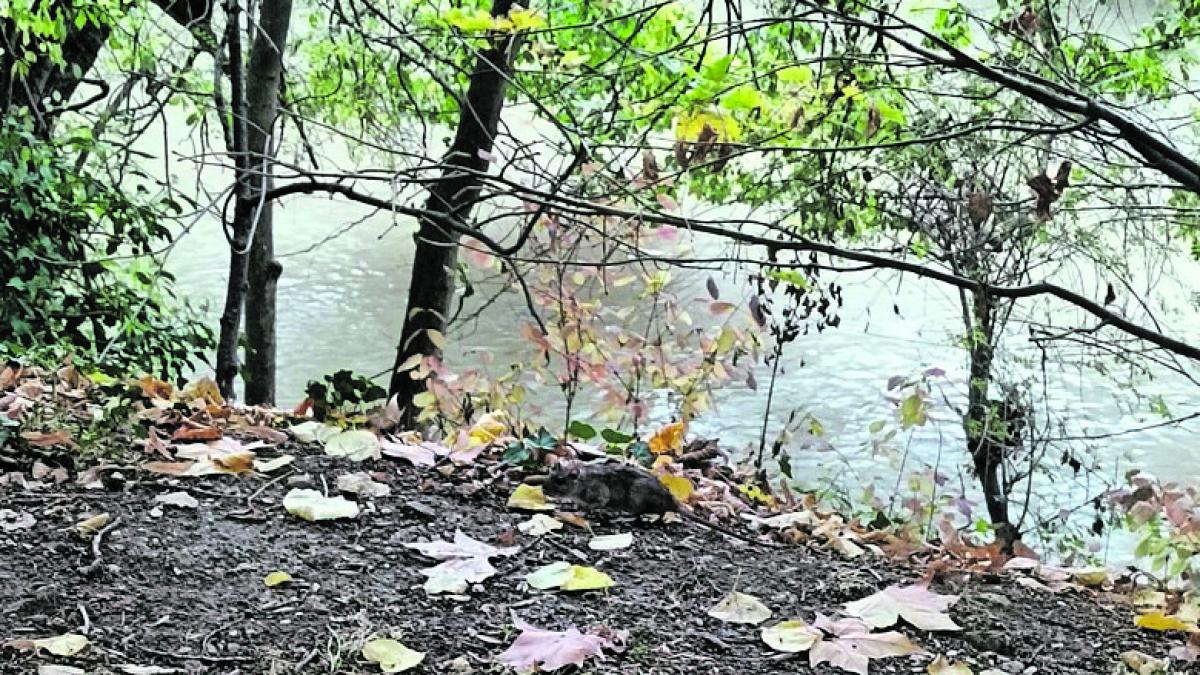 <![CDATA[Vecinos advierten de la presencia de ratas en el Paseo de los Llanos en Estella]]>