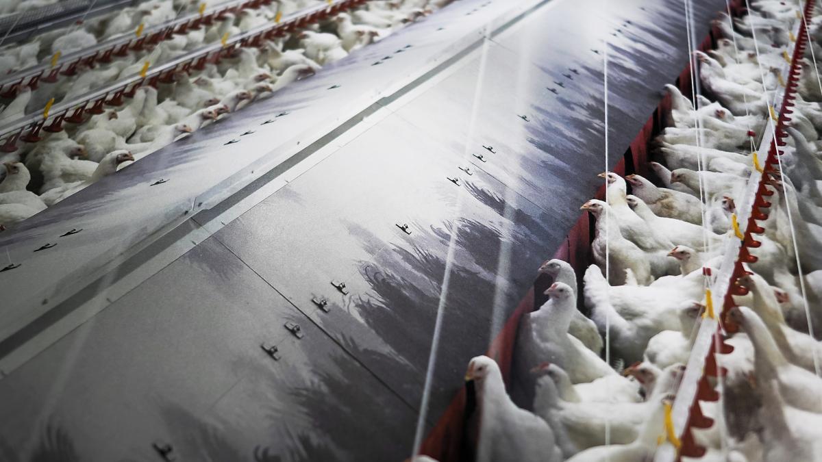 <![CDATA[Doce localidades navarras mantienen el confinamiento de las granjas avícolas]]>