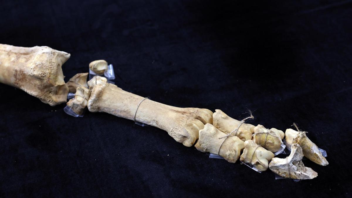 <![CDATA[Fotos del esqueleto del bisonte de hace 4.000 años hallado en Urbasa]]>