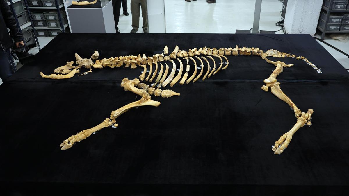 <![CDATA[El bisonte de Arracela respalda el trabajo de investigación arqueológica de Navarra]]>