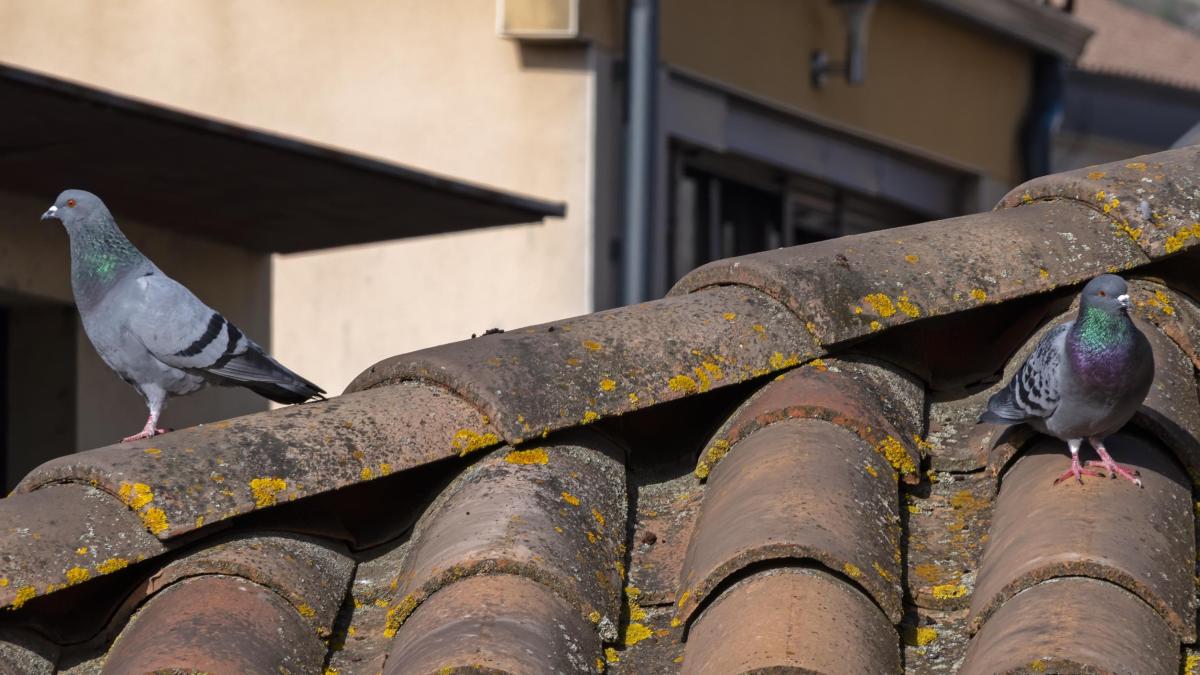 <![CDATA[Varias calles del Casco Antiguo reúnen la mayor concentración de palomas de Estella]]>