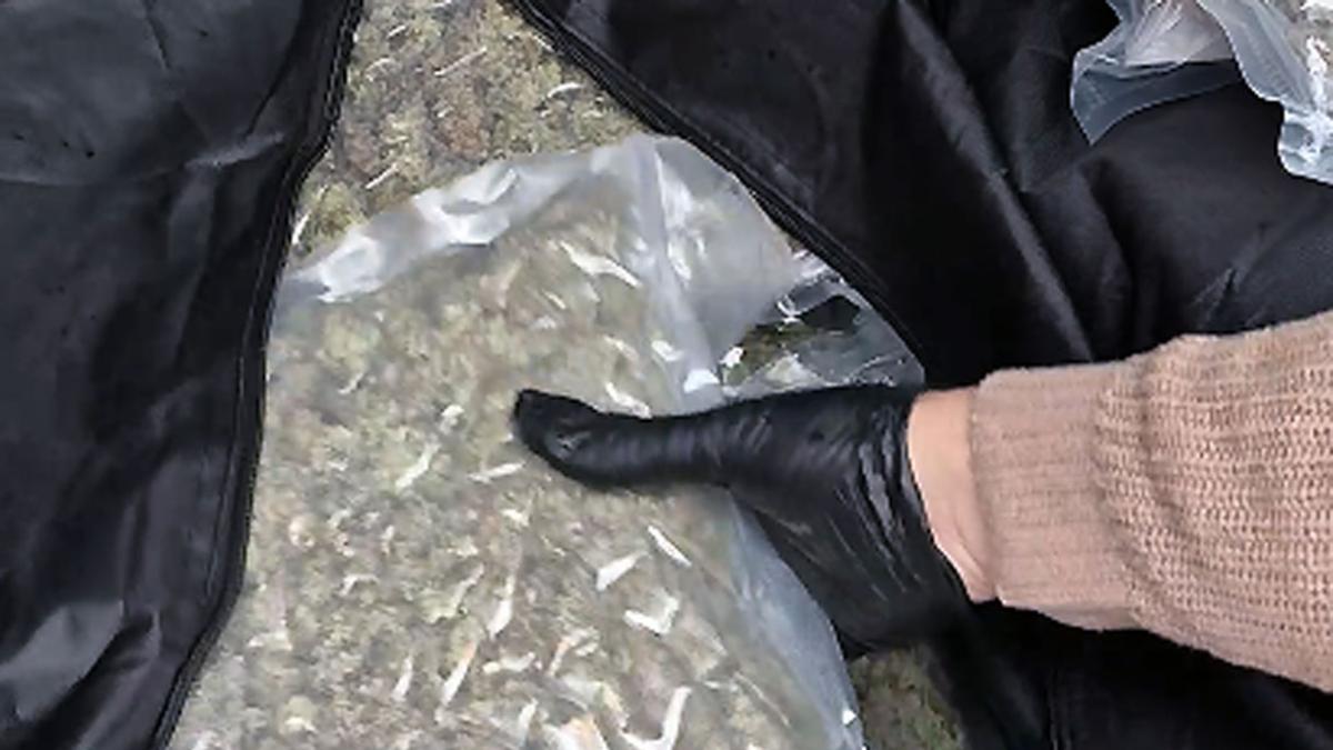 <![CDATA[Detenido en Santesteban con 14 kg de marihuana envasados al vacío en 36 paquetes en el coche]]>