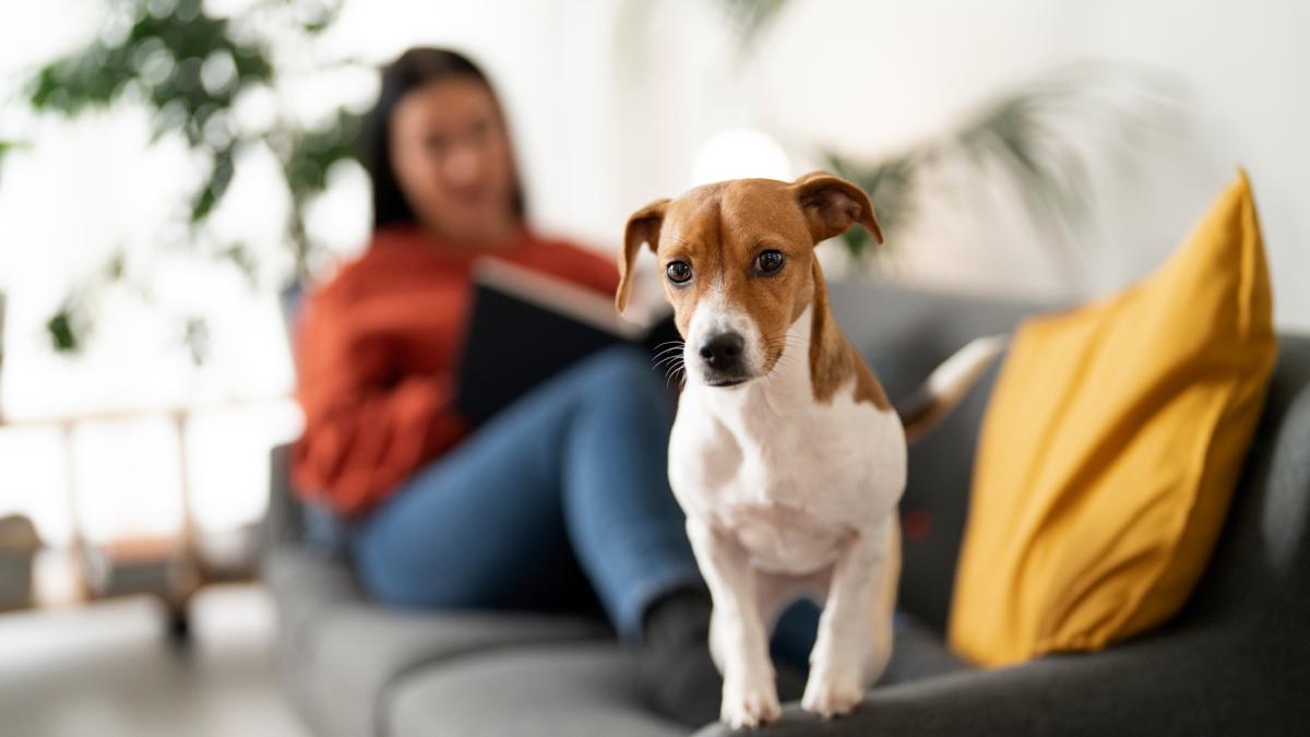 <![CDATA[¿Tu perro está de moda? Estas son las razas más populares del momento]]>