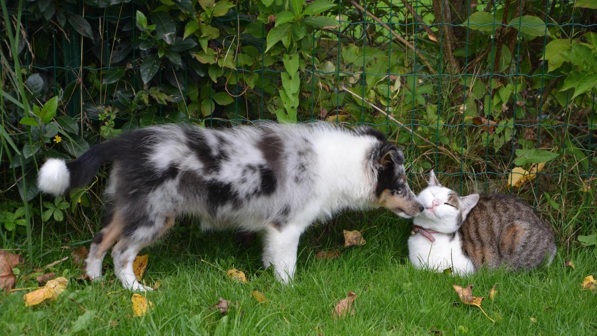 ¿Perros y gatos juntos? Así se le da la vuelta al refrán