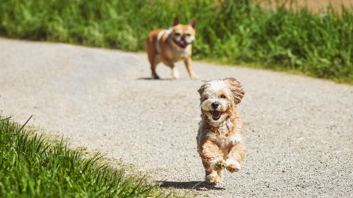 <![CDATA[¿Se sobrevacuna a las mascotas? Las recuerdos vacunales pueden relajarse si hay inmunidad]]>