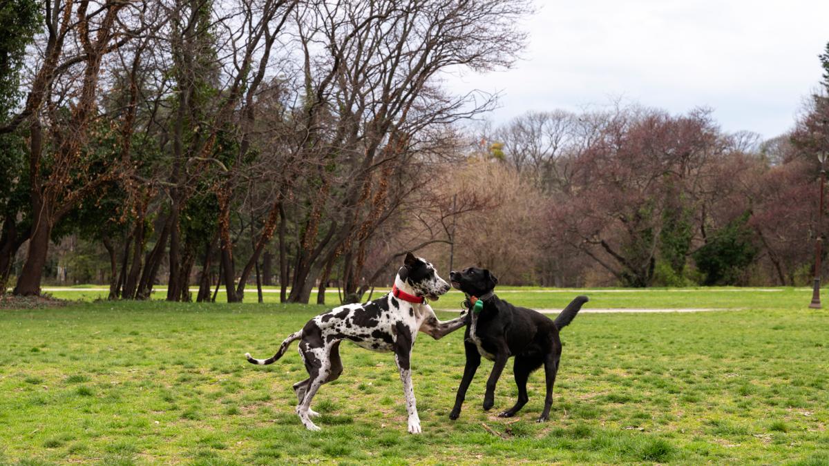 <![CDATA[Los perros también tienen enfermedades raras]]>