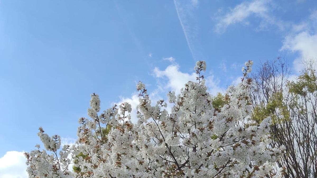 <![CDATA[Fotos de la primavera de los lectores]]>