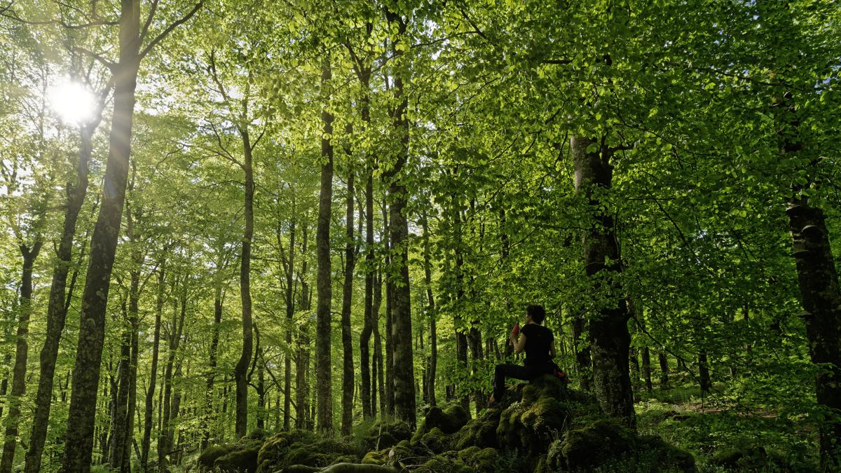 <![CDATA[La realidad virtual lleva el bosque a los niños ingresados en el Hospital Universitario de Navarra]]>