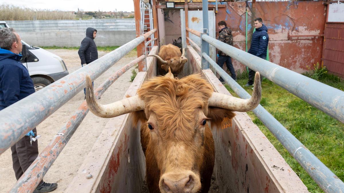 <![CDATA[Fotos: Así se vacuna a las reses bravas contra la dermatosis en Navarra]]>