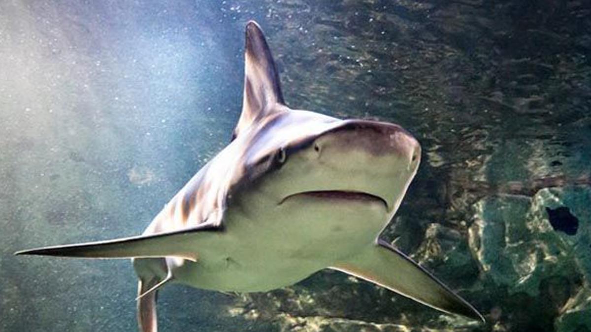 <![CDATA[Un estudio sobre tiburones analizará cómo tratar enfermedades sanguíneas como la leucemia]]>