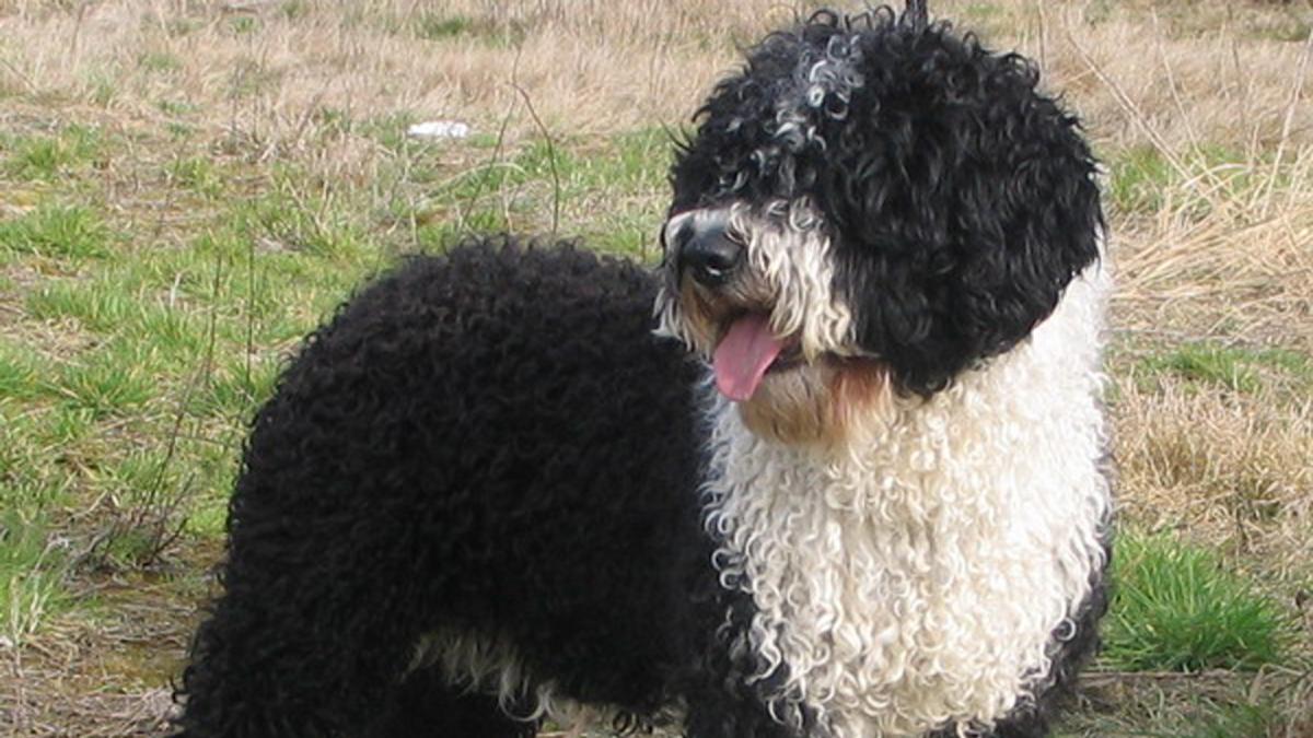 <![CDATA[El Perro de Agua Español vuelve a ser la raza española más demandada en España, según la RSCE]]>