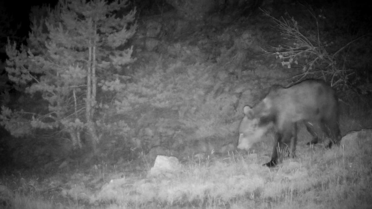 <![CDATA[Diez de los 108 osos censados en los Pirineos, en la órbita de Navarra]]>