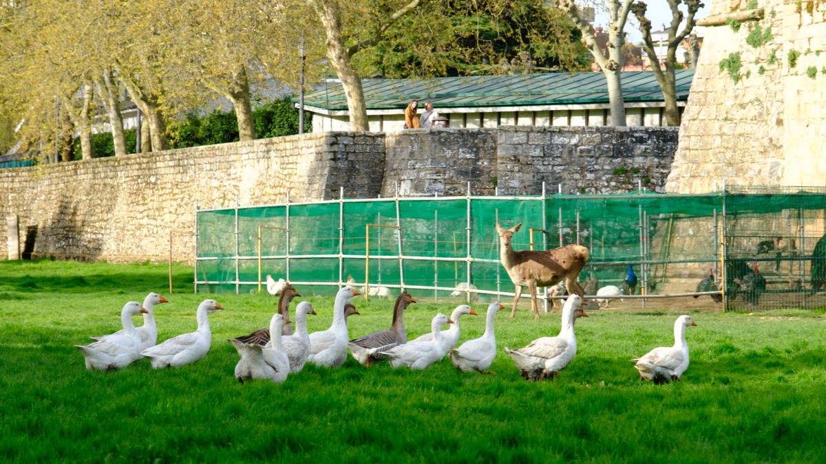 <![CDATA[Pamplona desconfina a las más de 170 aves enjauladas en el parque de la Taconera]]>