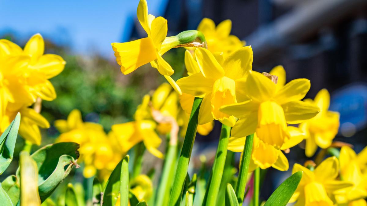 <![CDATA[La flor fácil de cuidar ideal para incluir en tu terraza o jardín esta primavera]]>