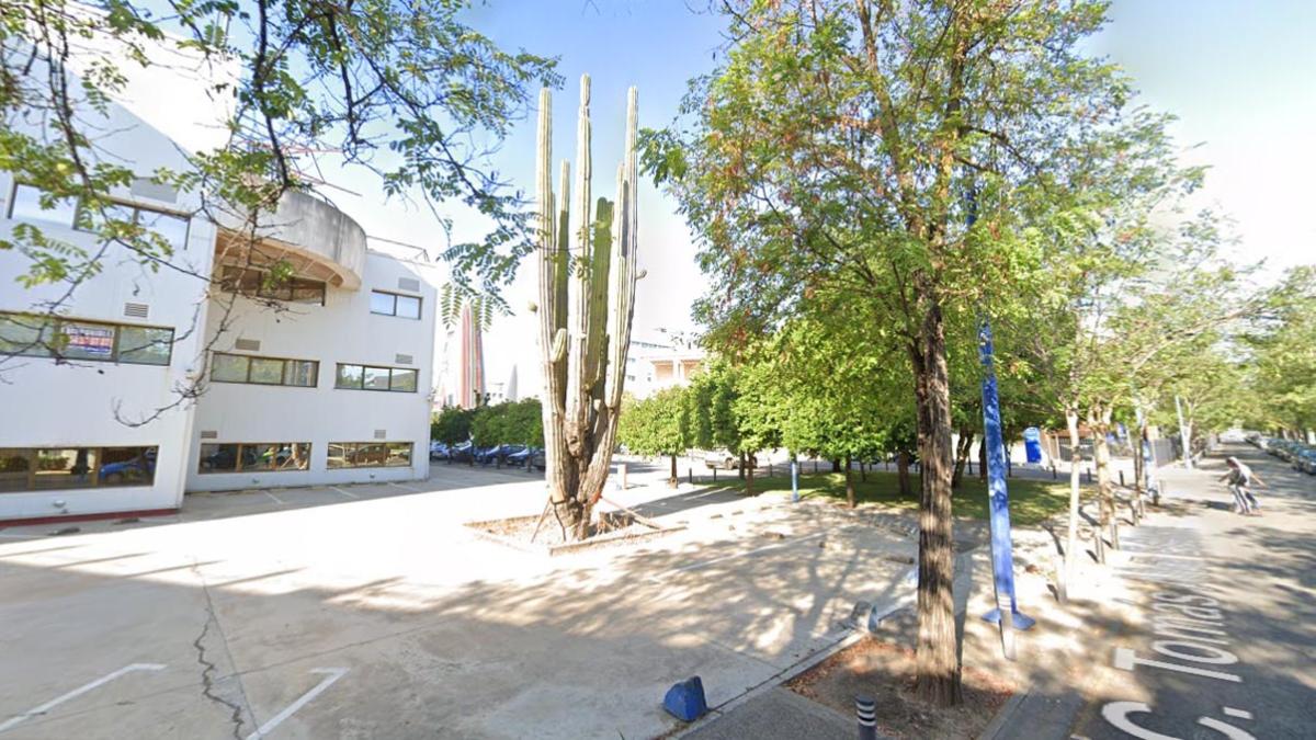 <![CDATA[Un cactus con 1.500 años de vida pide ayuda en Sevilla para poder seguir en pie]]>