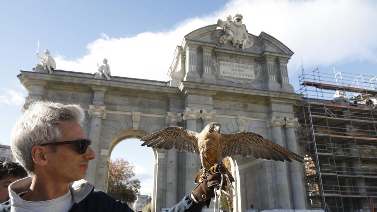 <![CDATA[Dos águilas y un halcón ahuyentarán a las palomas de la Puerta de Alcalá para conservar el monumento]]>