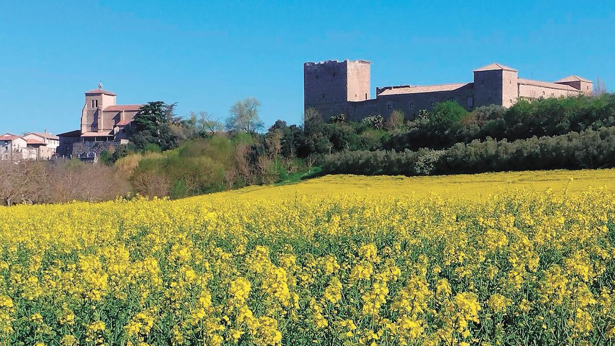 <![CDATA[La colza ya no tiene mala fama]]>