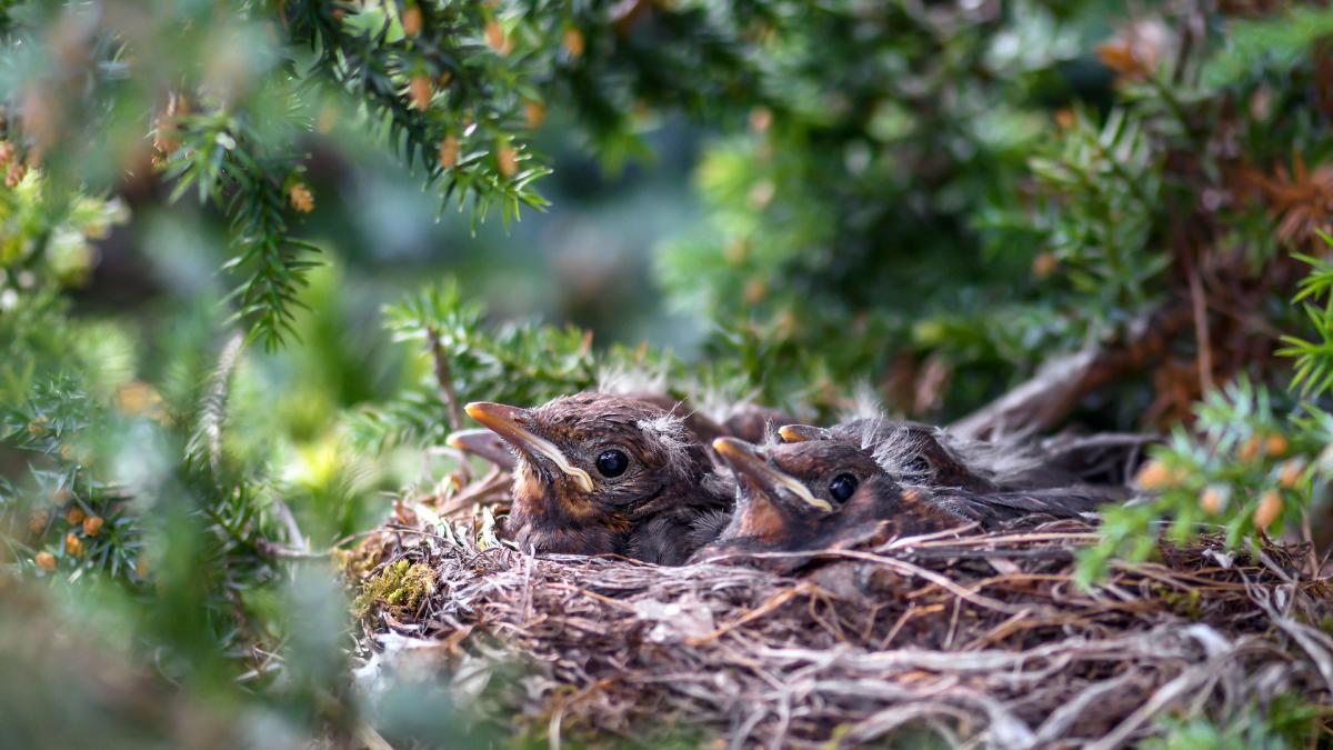 <![CDATA[Recomendaciones sobre cómo actuar en caso de encontrar crías de ave fuera del nido]]>