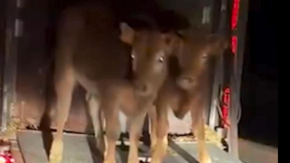 <![CDATA[Dos becerros sueltos por la autopista junto al peaje de Tiebas]]>