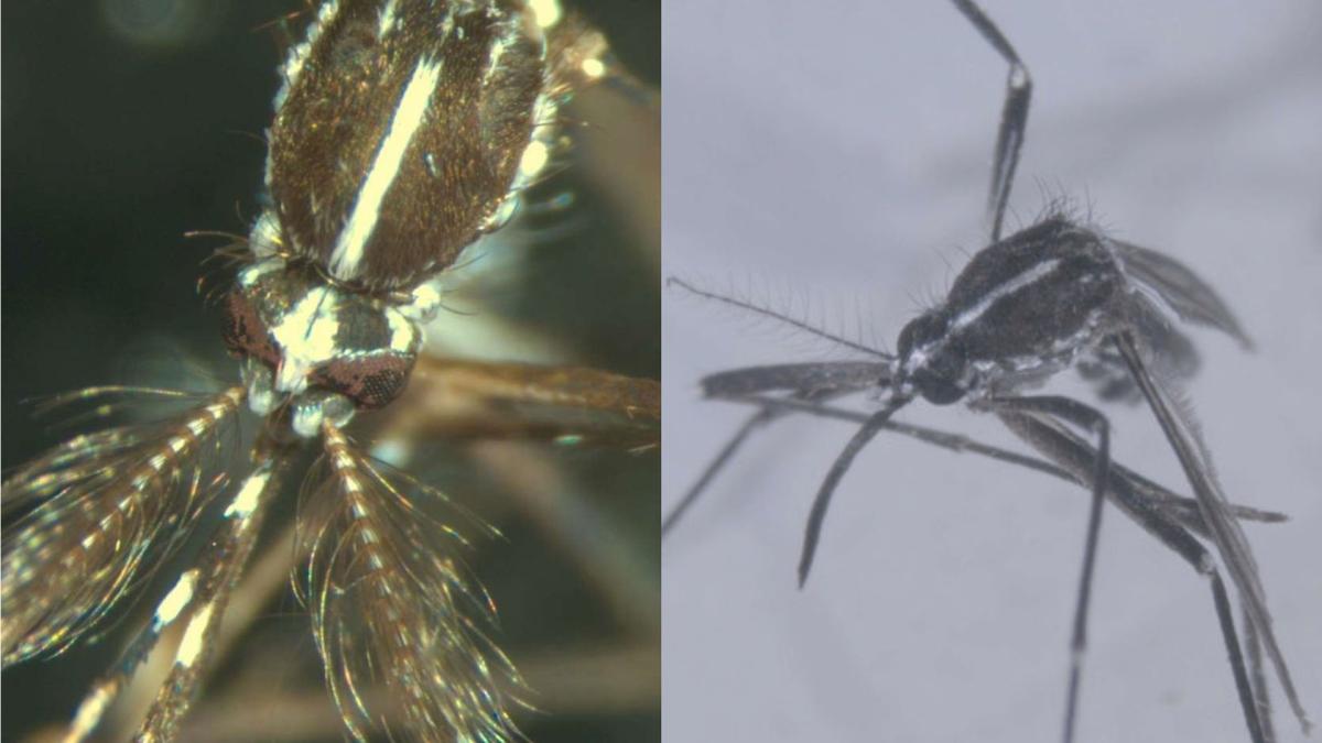 <![CDATA[Navarra registra 9 casos de enfermedad por picaduras de mosquitos en lo que va de año]]>