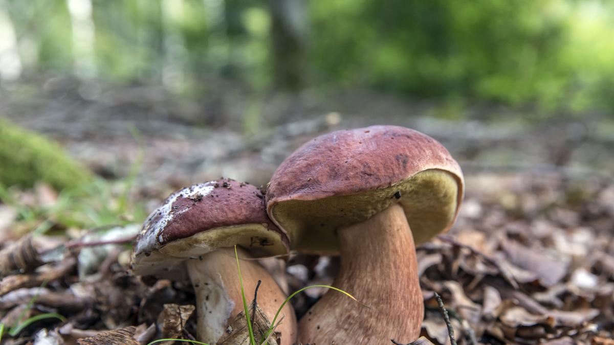 <![CDATA[Anulada por segunda vez la gestión del parque de setas de Ultzama]]>