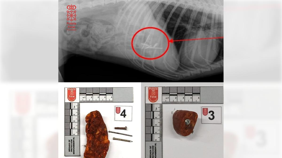 <![CDATA[Investigado un varón de 23 año por colocar cebos con tornillos en la comarca de Pamplona]]>