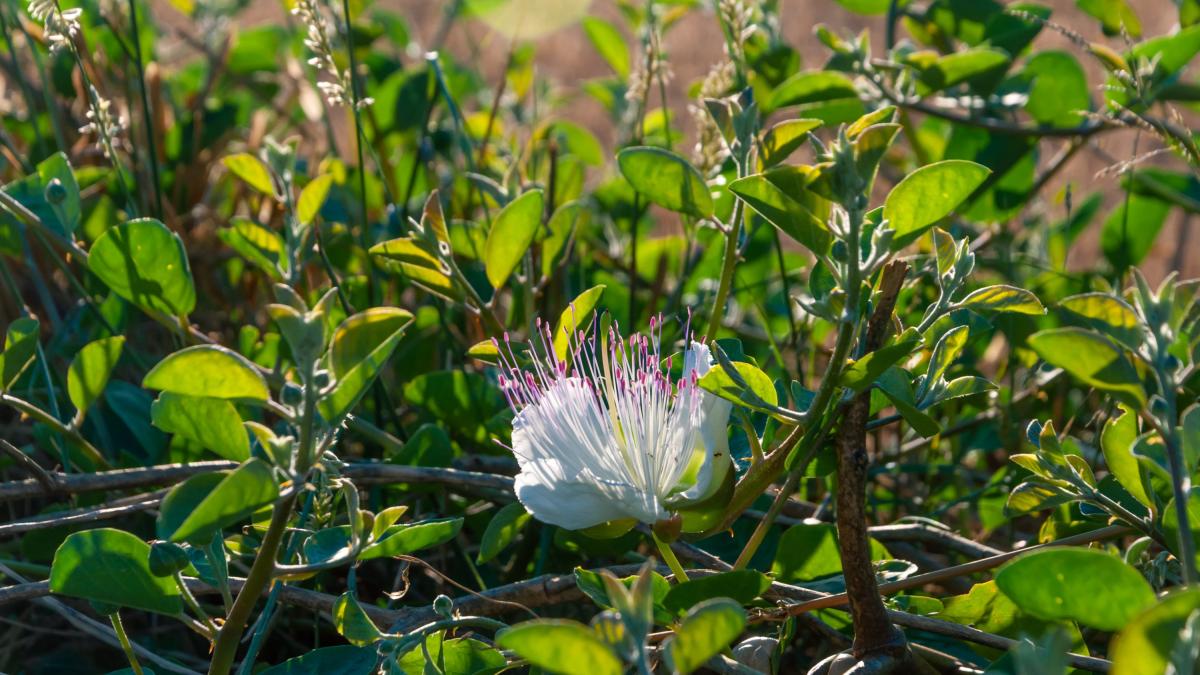 <![CDATA[La planta que se consume encurtida y es un potente antioxidante y antiinflamatorio]]>