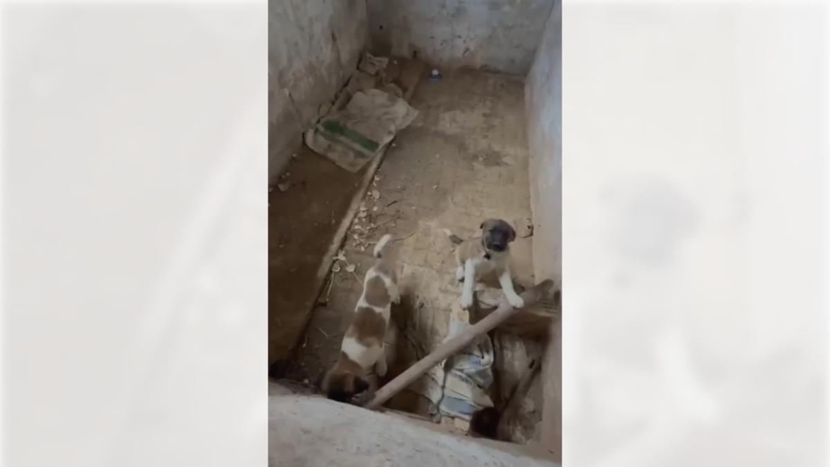 <![CDATA[Rescatados dos cachorros de mastín localizados en condiciones precarias en una instalación decadente en Fitero]]>