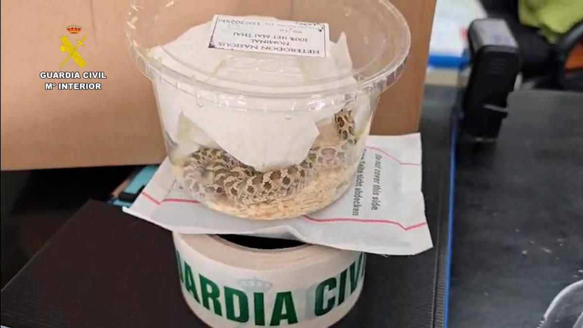 <![CDATA[Interceptado el envío irregular de una serpiente desde Málaga a Navarra a través de una empresa de paquetería]]>