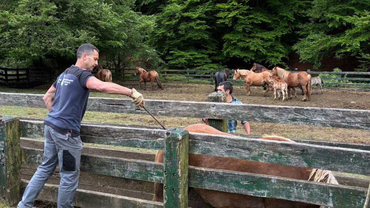 <![CDATA[676 vacas y yeguas acceden a Sorogain con la marca]]>