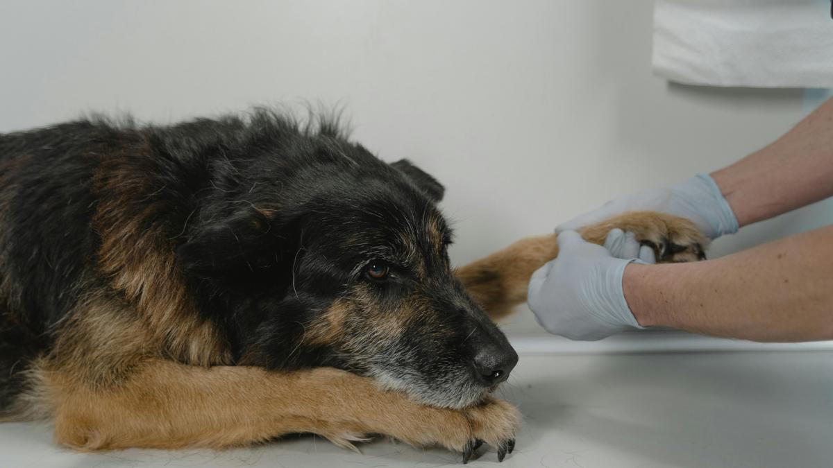 <![CDATA[Navarra destina más de 390.000 euros a la protección de los animales de compañía]]>