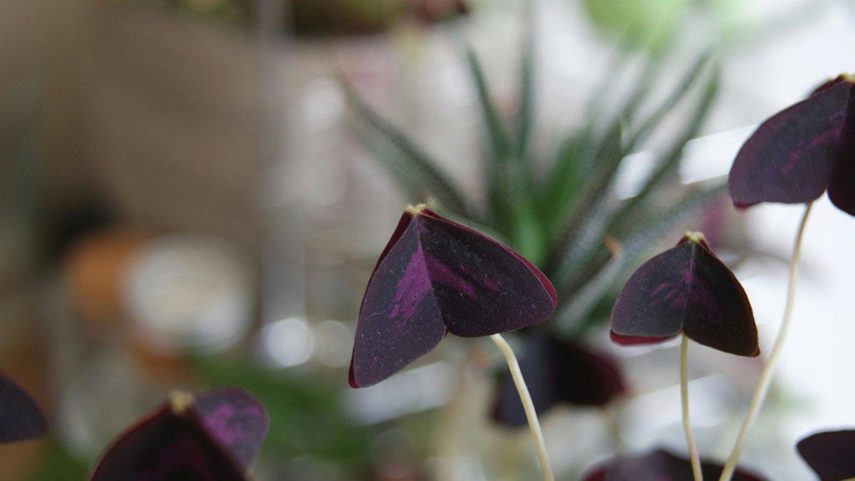 <![CDATA[La planta morada con forma de mariposa que se cuida fácilmente y se puede tener tanto en interior como en exterior]]>
