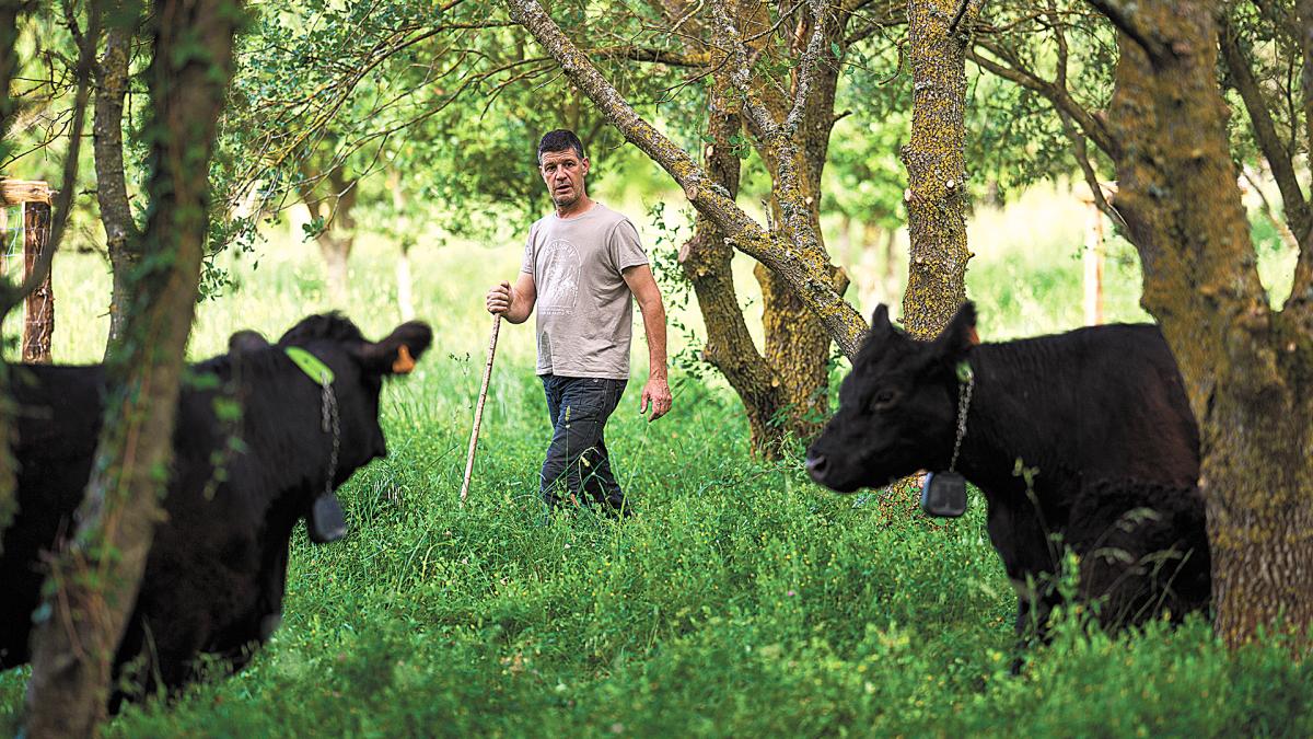 <![CDATA[Vacas 'bomberas' para Pamplona]]>