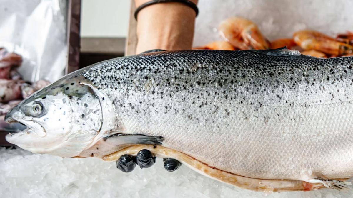 Qué pescados son más sanos para comer?