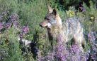 La protección del lobo es una oportunidad para las zonas rurales