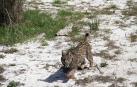 Lince ibérico