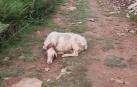 Una oveja atacada por un perro