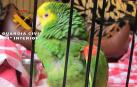 Imagen del loro
