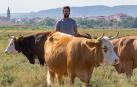El ganadero de Espronceda Iosu Estenaga, rodeado por algunas de sus vacas en la  finca que explota con su hermano Jon en Mendavia