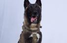 Un pastor belga malinois