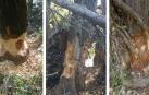 Algunos de los árboles afectados por la actividad de los castores en el tramo comprendido entre las piscinas municipales de Villava y la Trinidad de Arre