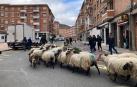 Un rebaño de ovejas por las calles de Villava