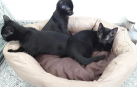'Flo', 'Romy' y 'Risto', tres de los gatos que buscan un hogar