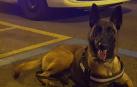 Uno de los integrantes del equipo canino de Policía Municipal