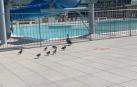 La familia de patos, en las instalaciones de Anaitasuna