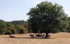 Las vacas de Enrique Garralda, ganadero y alcalde de Erro, aprovechan una de las pocas sombras de la finca para huir del calor, el pasado jueves