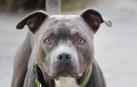 Imagen de archivo de un pitbull