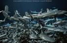 El Museo de Educación Ambiental de Pamplona acoge esta tarde la proyección del documental '700 Tiburones'.